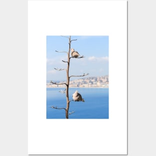 Eurasian Collared Dove Posters and Art